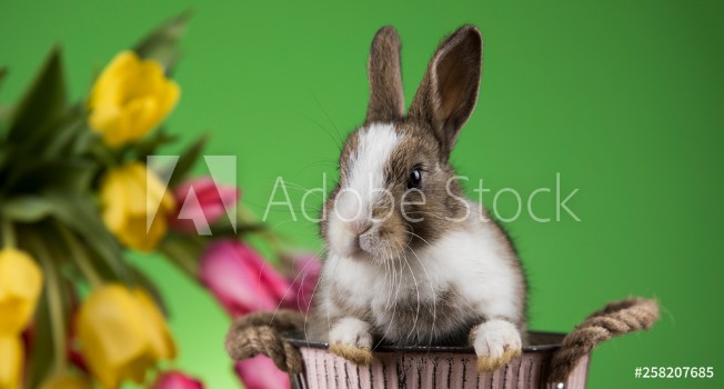 Image de Happy easter Baby bunny rabbit and egg on green background 